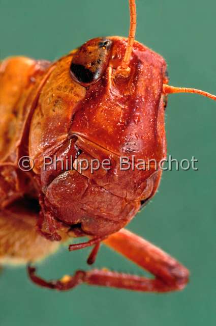 Locusta migratoria greg.JPG - in "Portraits d'insectes" ed. SeuilLocusta migratoriaCriquet migrateur (forme grégaire)Migratory locustOrthopteraAcrididaeFrance